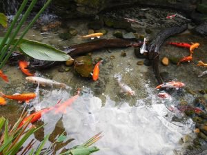 Outdoor Pond Care Tips