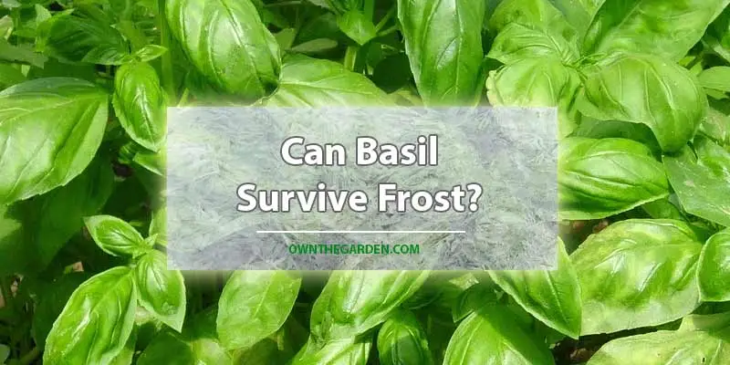 Can Basil Survive Frost