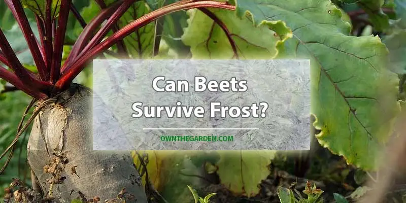 Can Beets Survive Frost