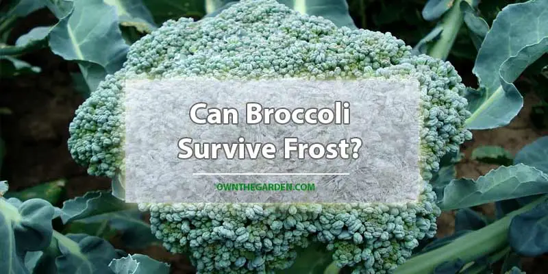 Can Broccoli Survive Frost