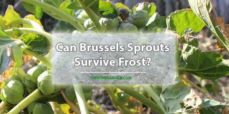 Can Brussels Sprouts Survive Frost