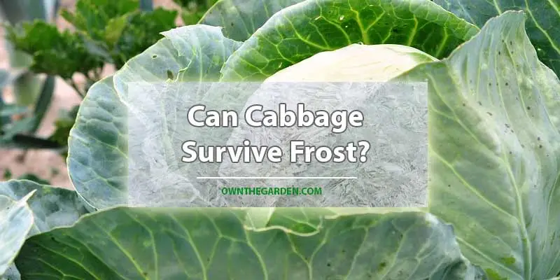 Can Cabbage Survive Frost