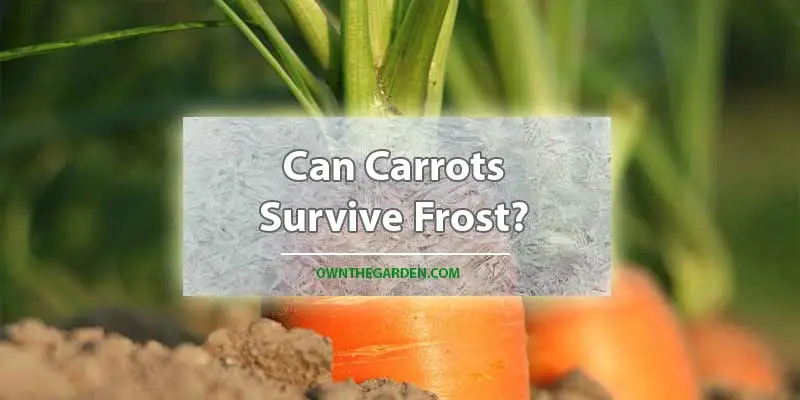 Can Carrots Survive Frost