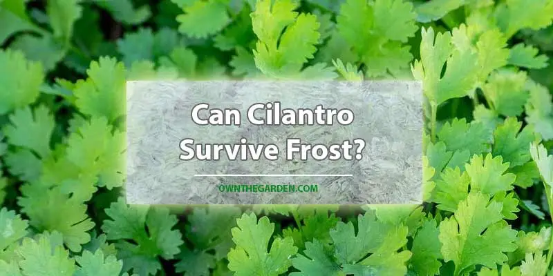 Can Cilantro Survive Frost