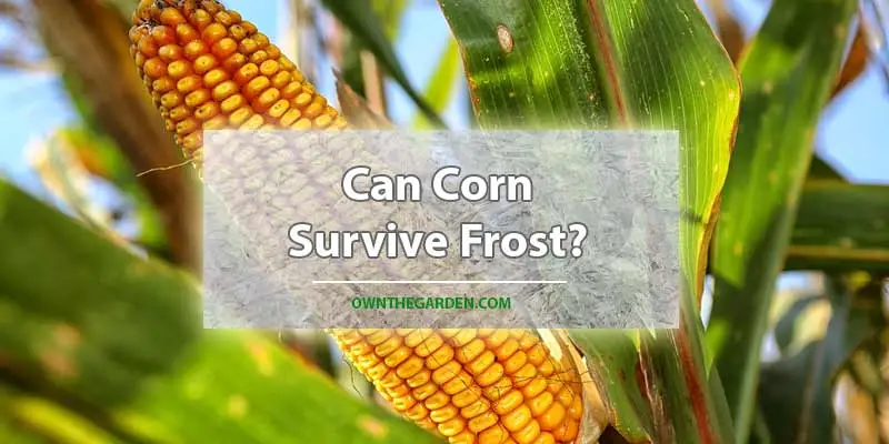 Can Corn Survive Frost