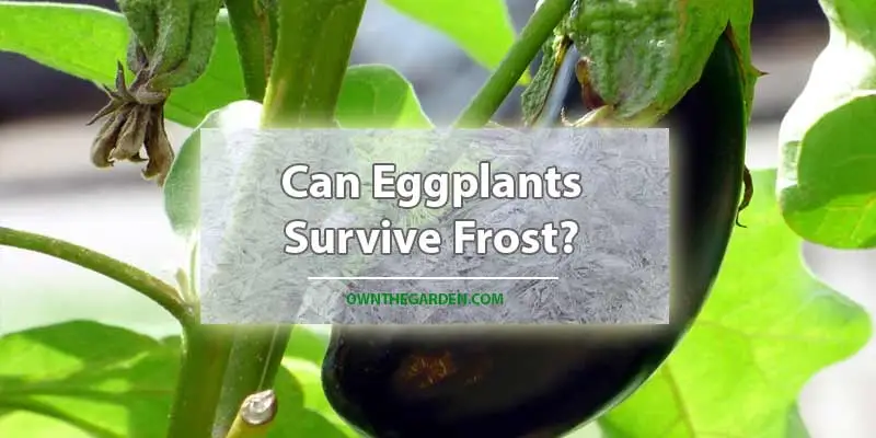 Can Eggplant Survive Frost