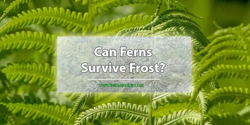 Can Ferns Survive Frost
