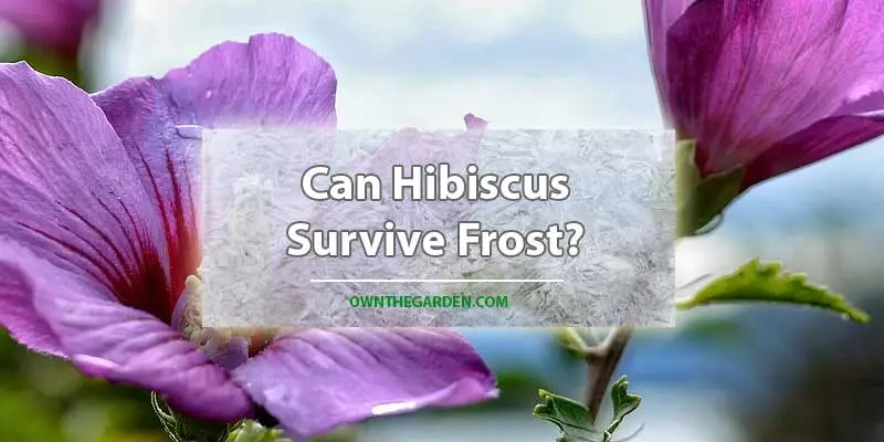Can Hibiscus Survive Frost
