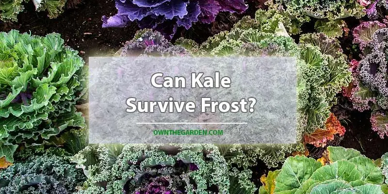 Can Kale Survive Frost