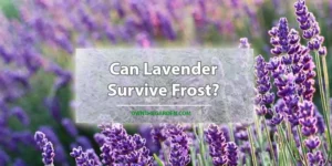 Can Lavender Survive Frost