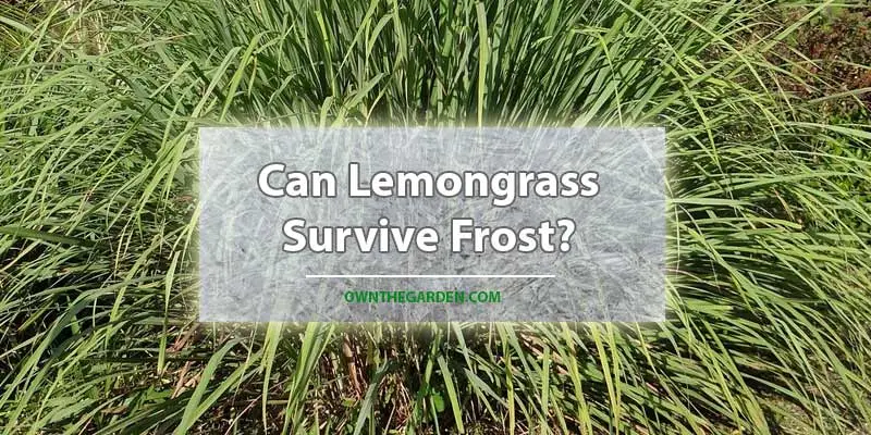Can Lemongrass Survive Frost