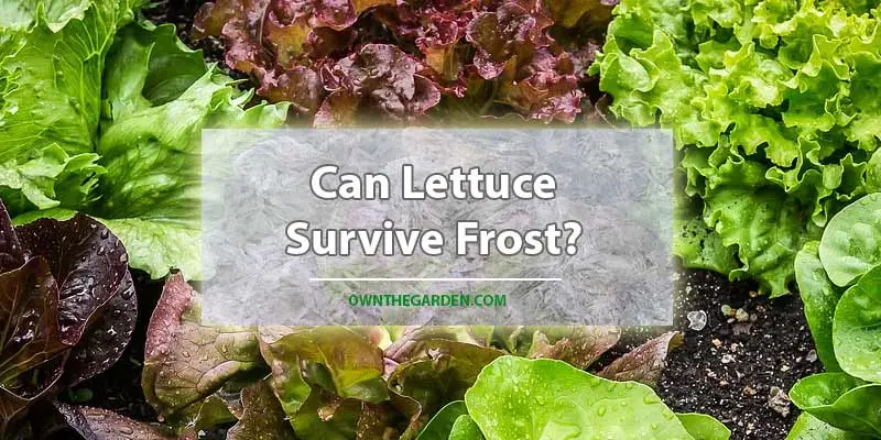 Can Lettuce Survive Frost