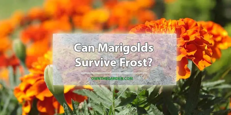 Can Marigolds Survive Frost