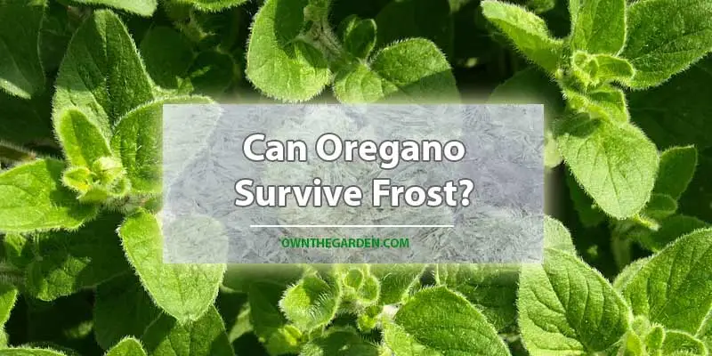 Can Oregano Survive Frost