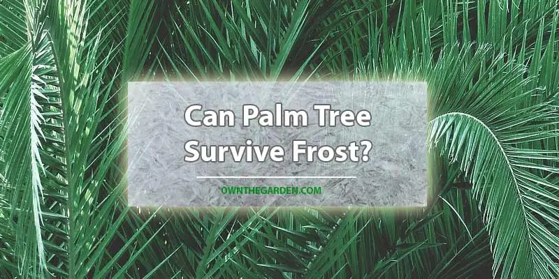 Can Palm Tree Survive Frost