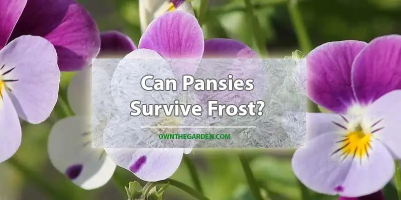 Can Pansies Survive Frost
