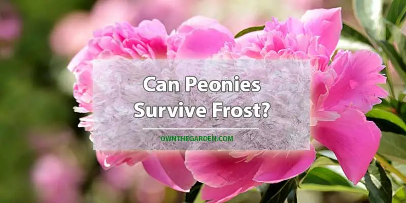 Can Peonies Survive Frost
