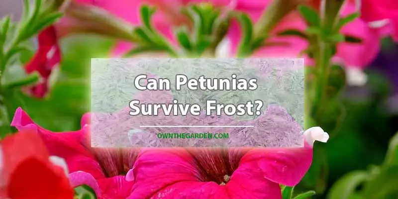 Can Petunias Survive Frost