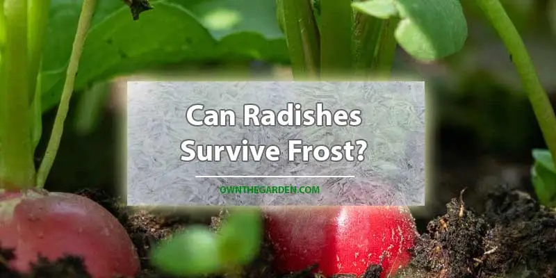 Can Radishes Survive Frost