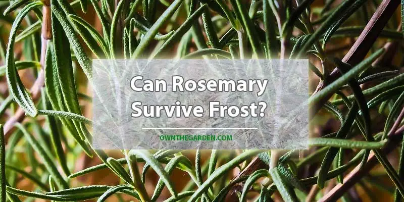 Can Rosemary Survive Frost