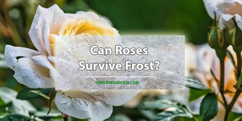 Can Roses Survive Frost