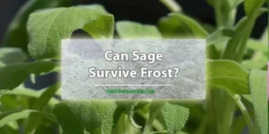 Can Sage Survive Frost