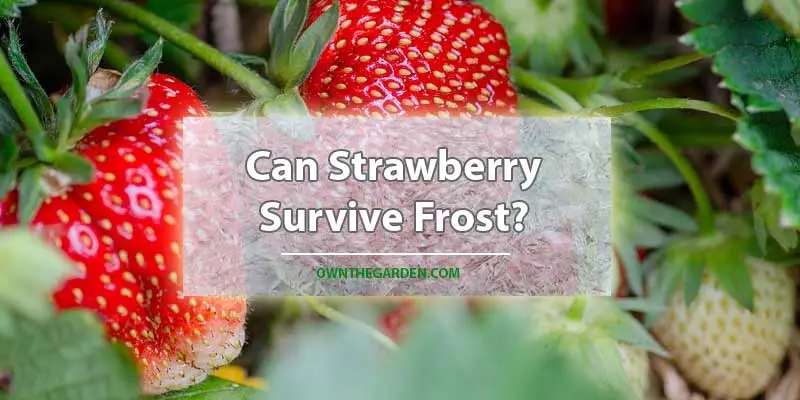 Can Strawberry Survive Frost