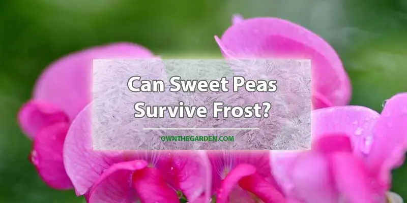 Can Sweet Peas Survive Frost