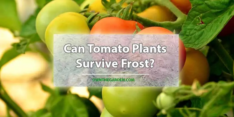Can Tomato Plants Survive Frost