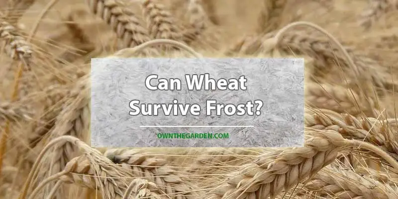 Can Wheat Survive Frost