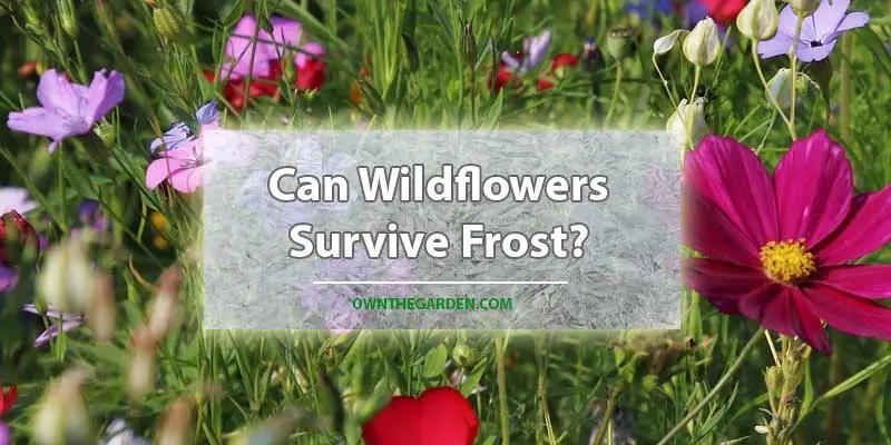 Can Wildflowers Survive Frost