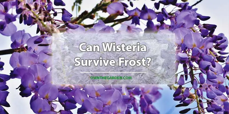 Can Wisteria Survive Frost