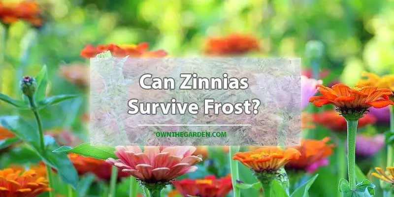 Can Zinnias Survive Frost