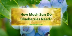 How Much Sun Do Blueberries Need