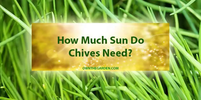 How Much Sun Do Chives Need