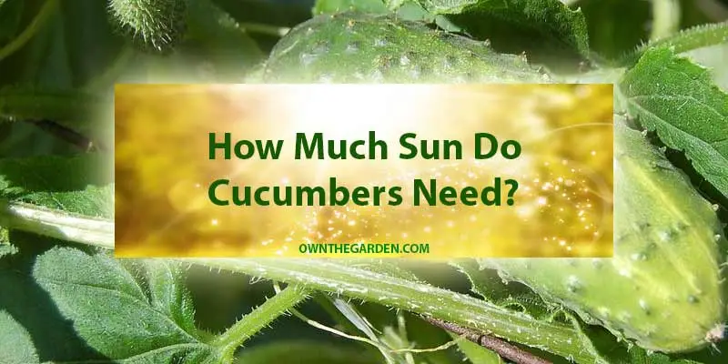 How Much Sun Do Cucumbers Need