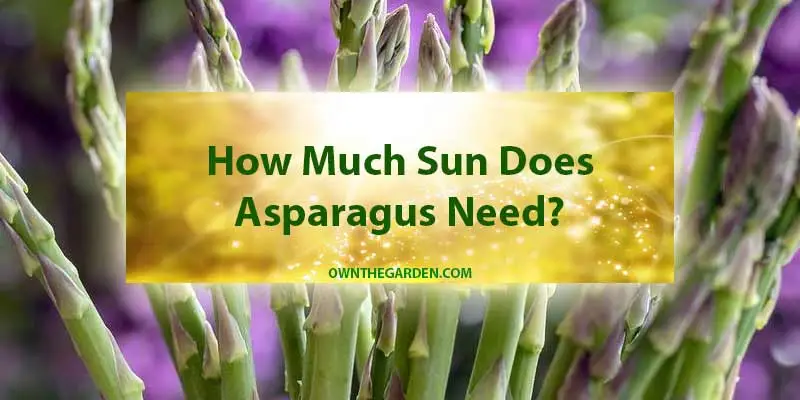 How Much Sun Does Asparagus Need