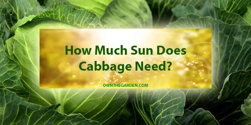 How Much Sun Does Cabbage Need