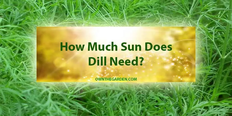 How Much Sun Does Dill Need