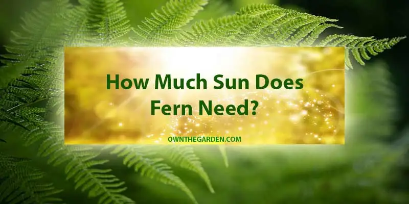 How Much Sun Does Fern Need