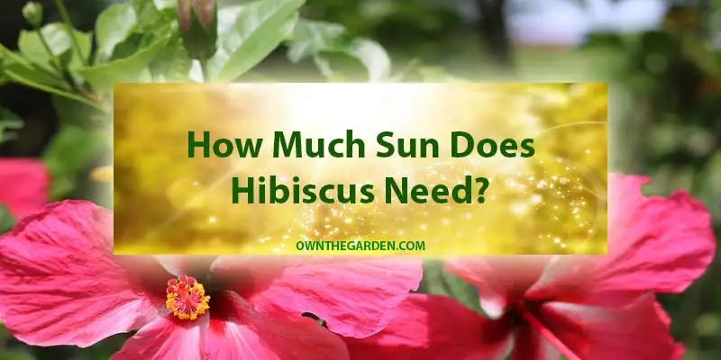 How Much Sun Does Hibiscus Need