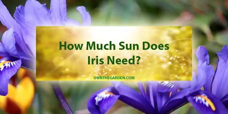 How Much Sun Does Iris Need