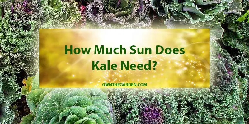How Much Sun Does Kale Need