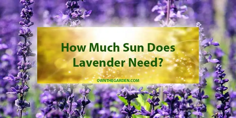 How Much Sun Does Lavender Need