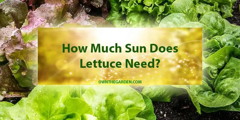 How Much Sun Does Lettuce Need