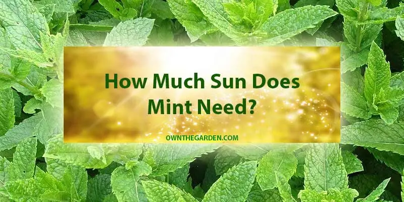 How Much Sun Does Mint Need