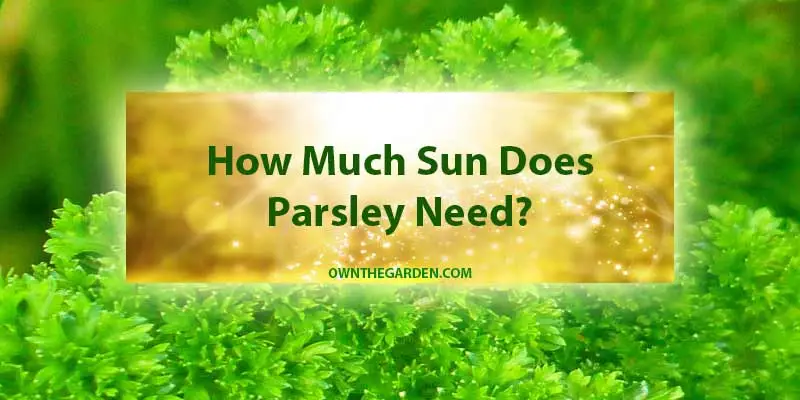 How Much Sun Does Parsley Need