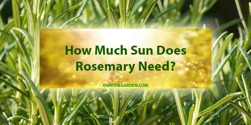 How Much Sun Does Rosemary Need