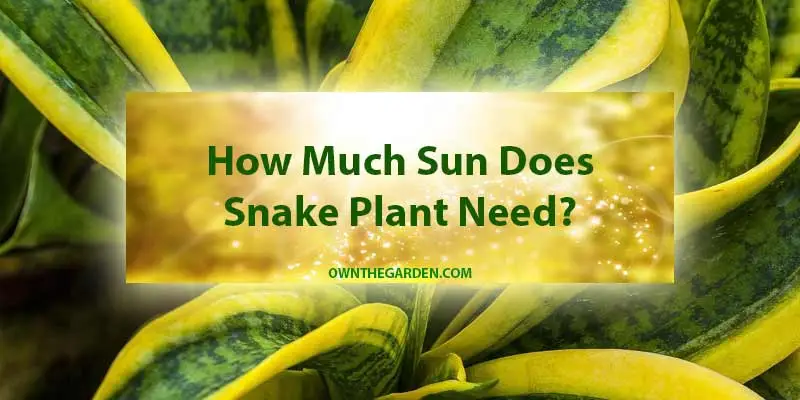 How Much Sun Does Snake Plant Need