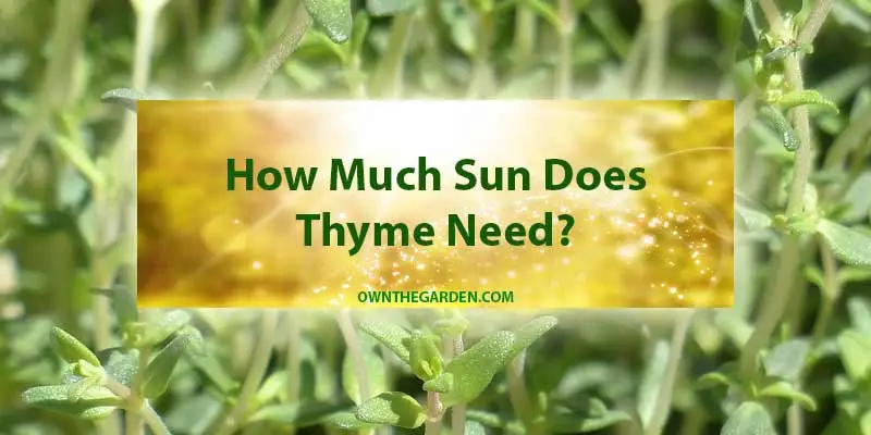 How Much Sun Does Thyme Need